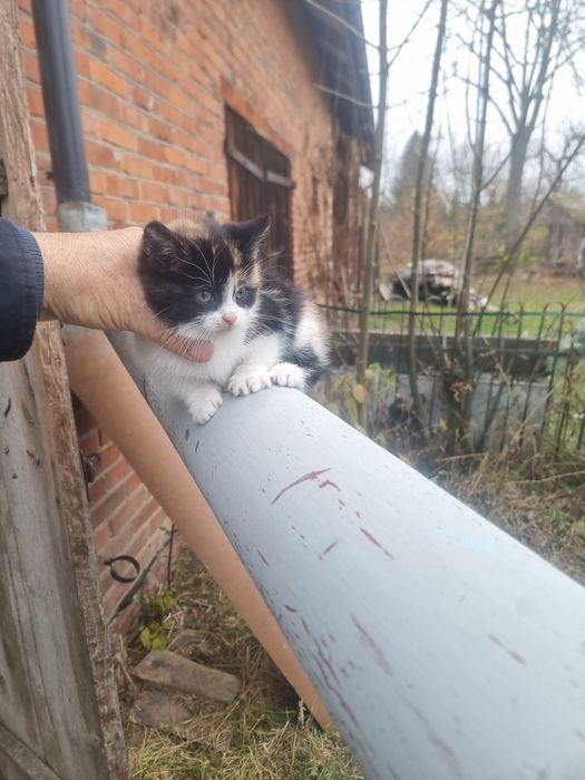 Oddam  male kotki kotek kocurki czarne i kolorowe