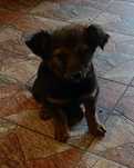 Pieski do adopcji