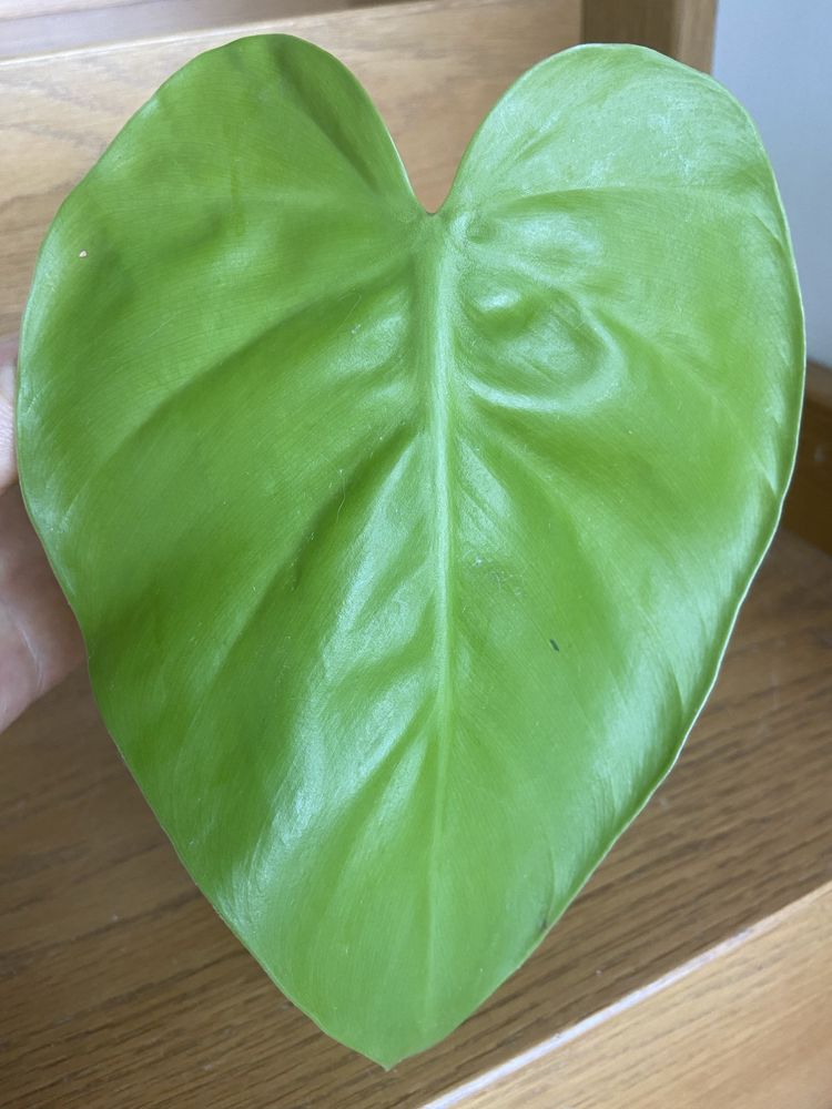 Philodendron lemon mega duży liść