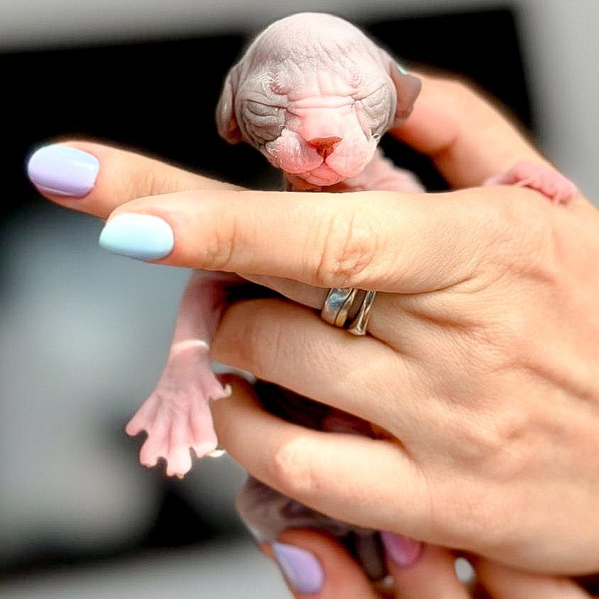 Gymni Gata*PL Sfinks kanadyjski canadian sphynx