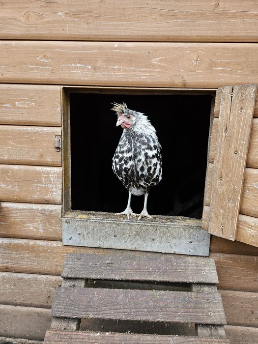 Kury-kogty rasy ozdobnej Appenzeller