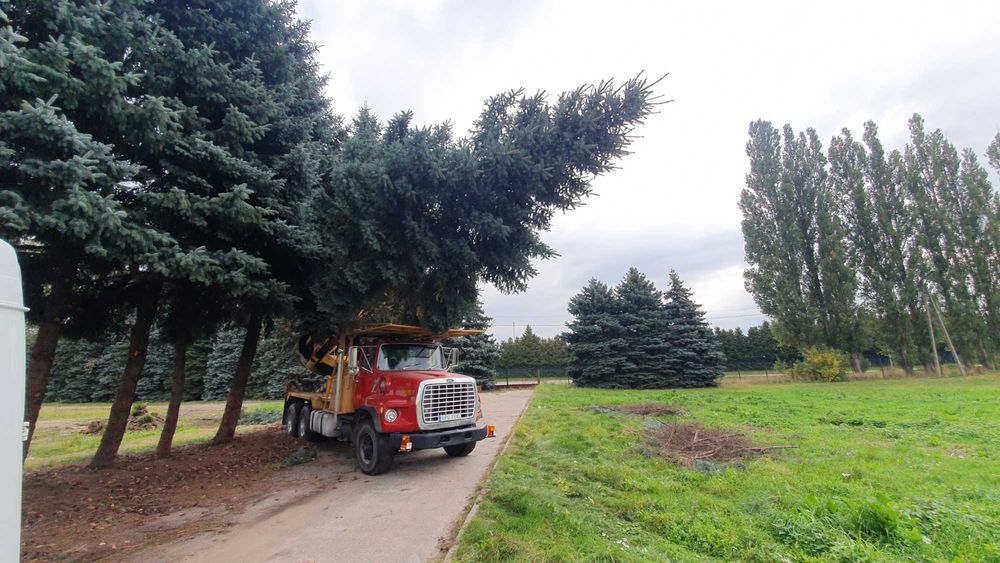 Przesadzanie drzew,Przesadzarka do starych drzew,Ford f 800,sprzedam