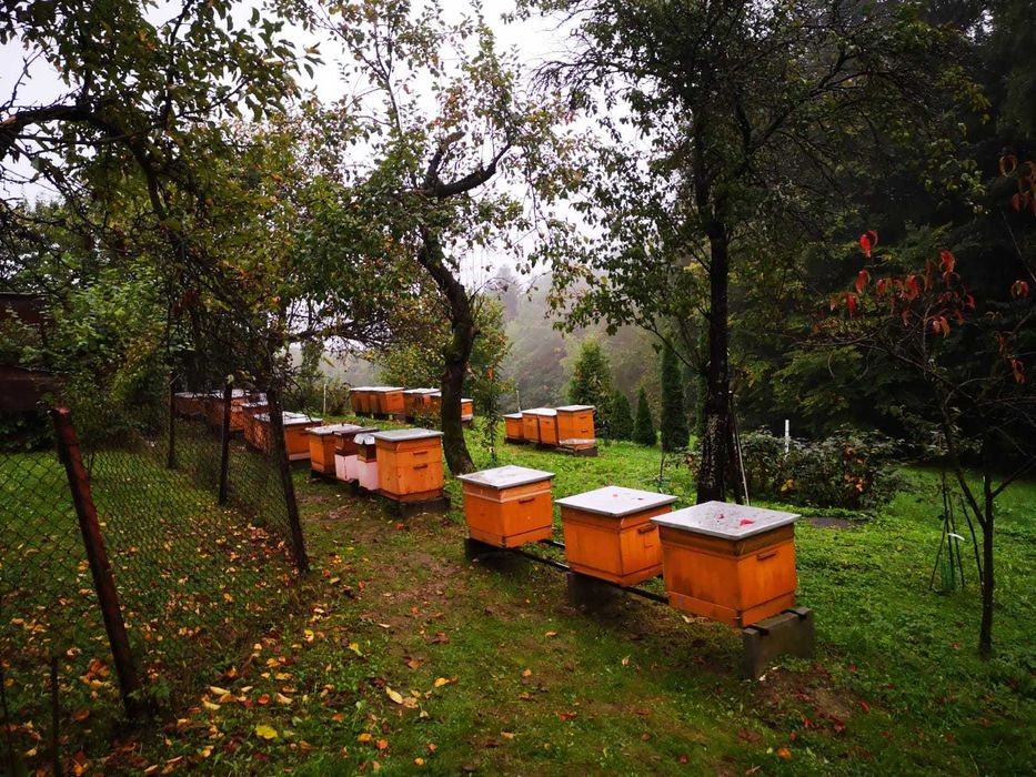 Miód lipowy 1,2 kg zbiór 2025