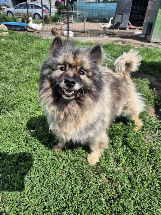 Malibu piękna, kochana suczka szuka domu! | MASZ NOSA