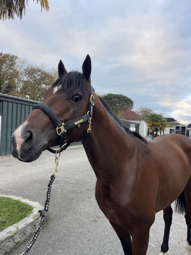 Cavalo puro sangue inglês