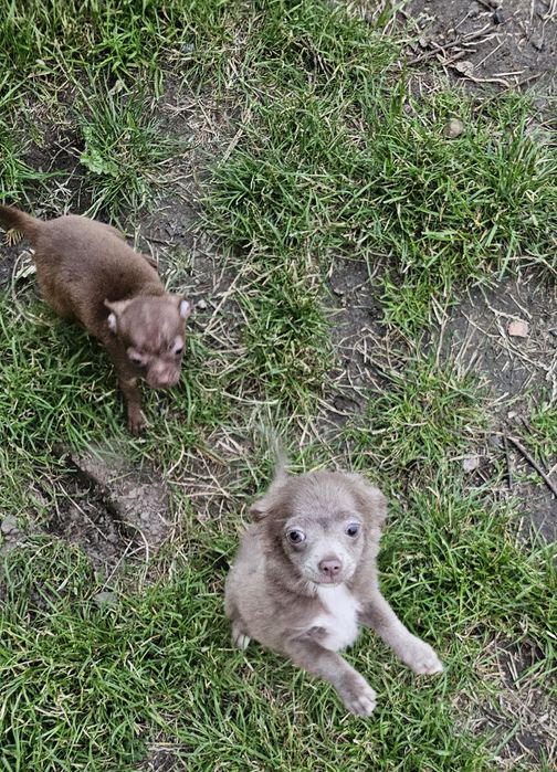 Chihuahua piesek gotowy do odbioru