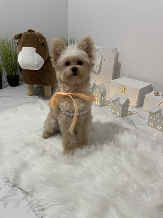 Помапу — Вони не просто собачки  вони сім'я