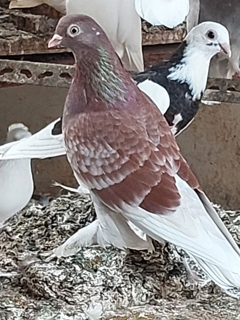 Pombos de fantasia