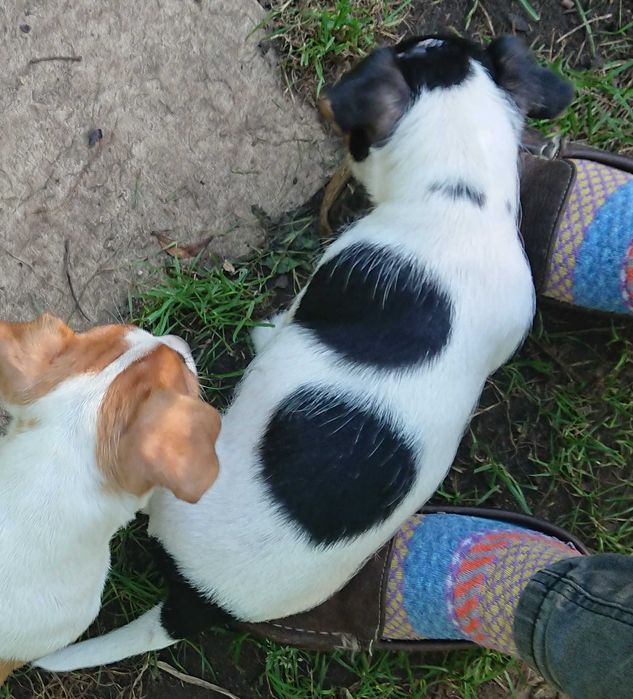 Suczka Pusia szczeniak Jack Russell Terrier Koszalin