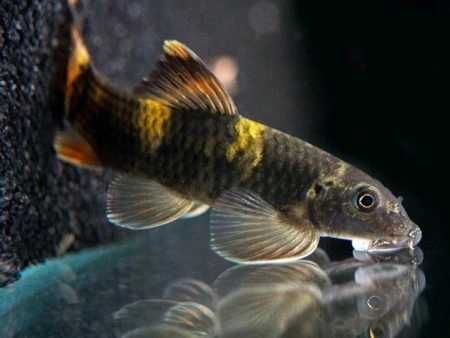 GB Garra Panda, Garra Flavatra