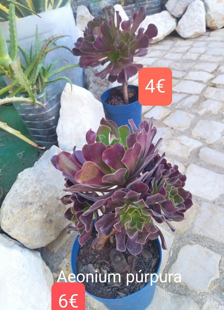 Aeonium púrpura, vários tamanhos