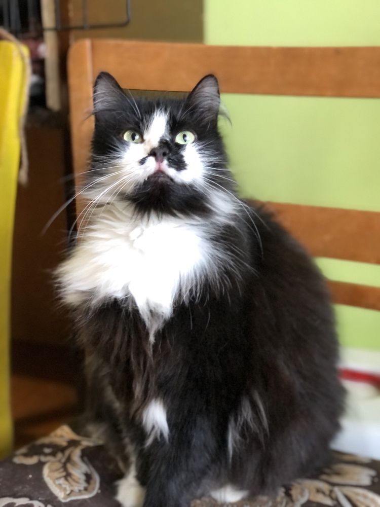 Котик Мурзик 3 года бесплатно