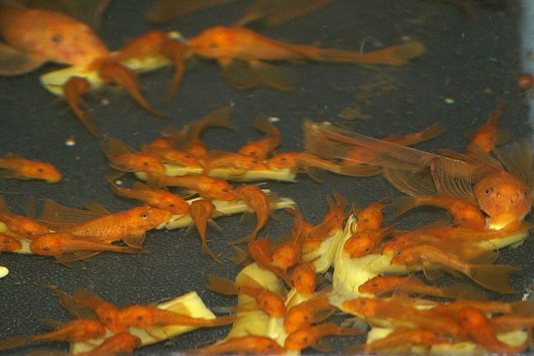 SUPER CENA Młode ancistrus Red z krótką płetwą po rodzicach welonowych