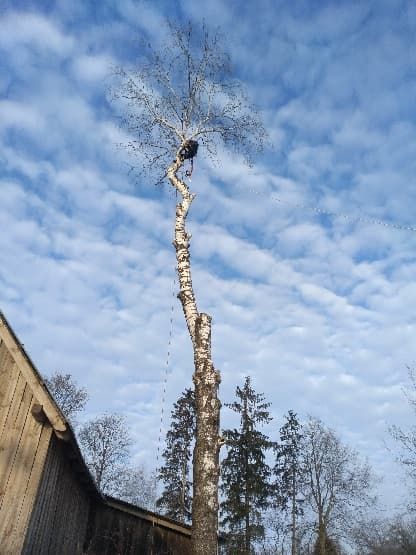 Wycinka, wycinanie, ścinka drzew metodą Alpinistyczną, karczowanie