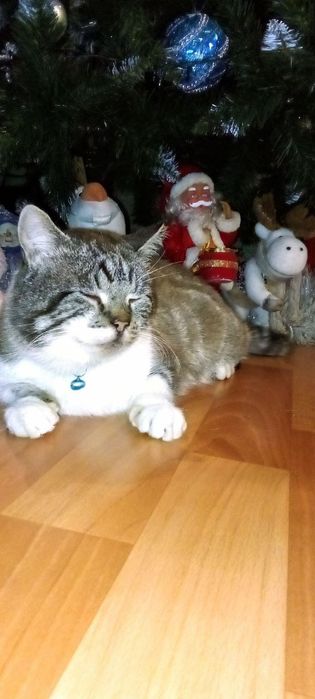 Потерялся кот.Степан