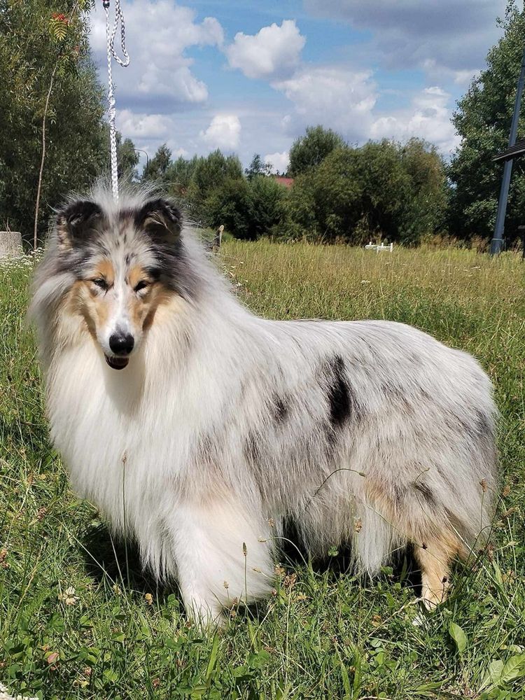 Owczarek szkocki collie FCI