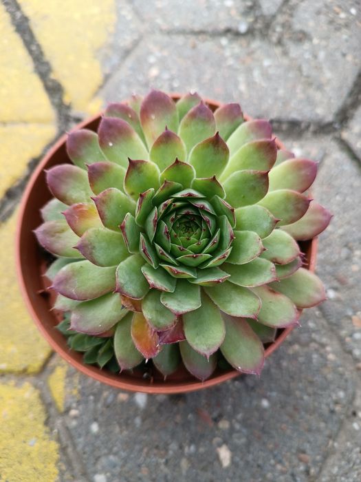 Rojnik Big Sam pakiet x 3