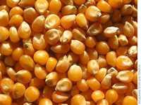 Продам Пшеницю,Овес,Кукурузу,Ячмінь фасовану в мішки