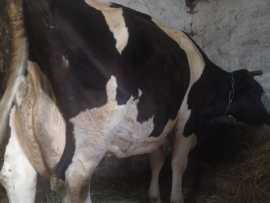 Продається корова високопродуктивна.