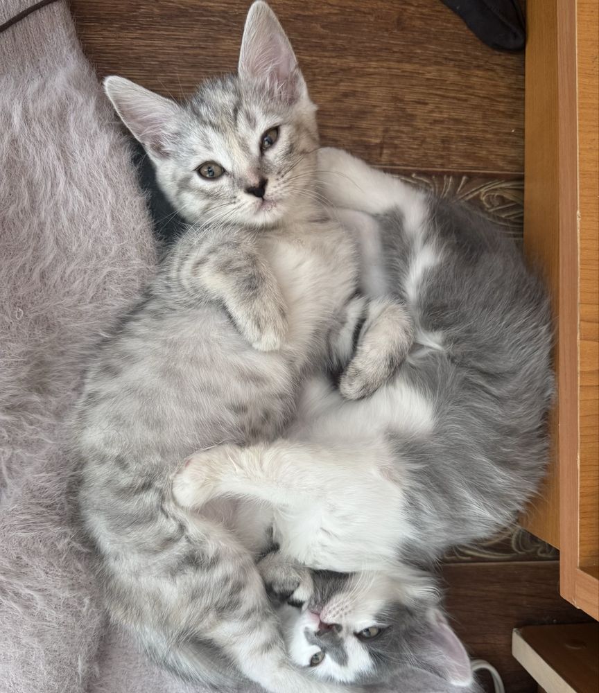 Віддам котят в добрі руки