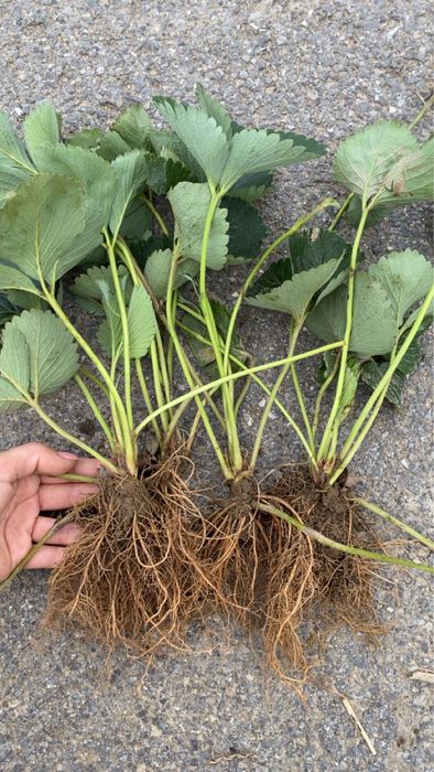 Sadzonki truskawek wczesnych do późnych. Wysyłka