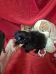 Pequines Macho Negro Criadora Registada PT3088 FL