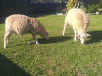 Ovelhas inra 401 puros