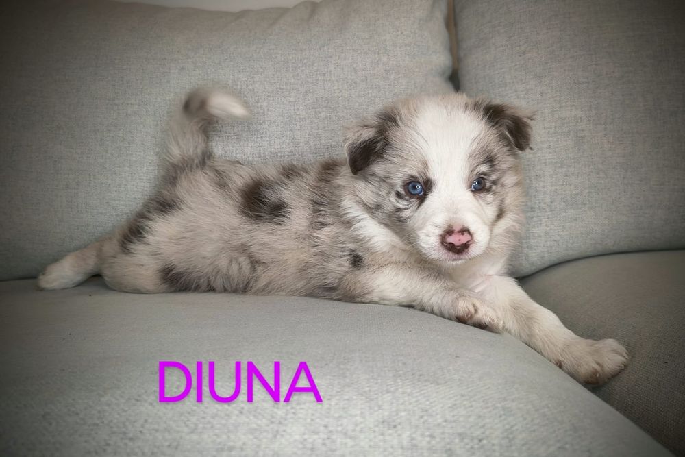 Border Collie Suczka Chocolate Merle BADANIA