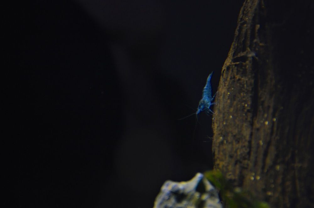 Neocaridina BLUE VELVET