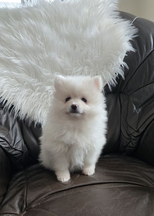 Szpic Miniaturowy Pomeranian