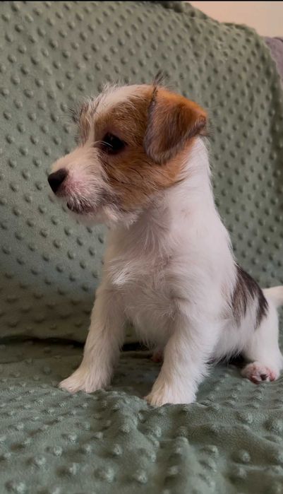 Jack Russell Terrier Hope śliczna suczka FCI ZKwP