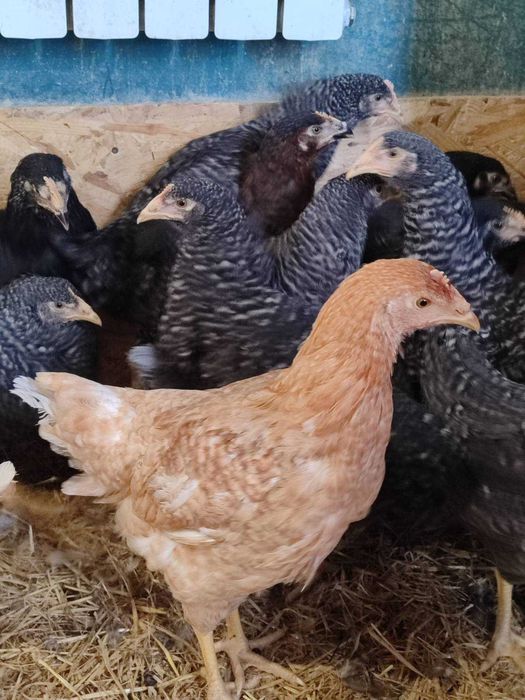 Малинськ! продам КУРЕЙ несушок!