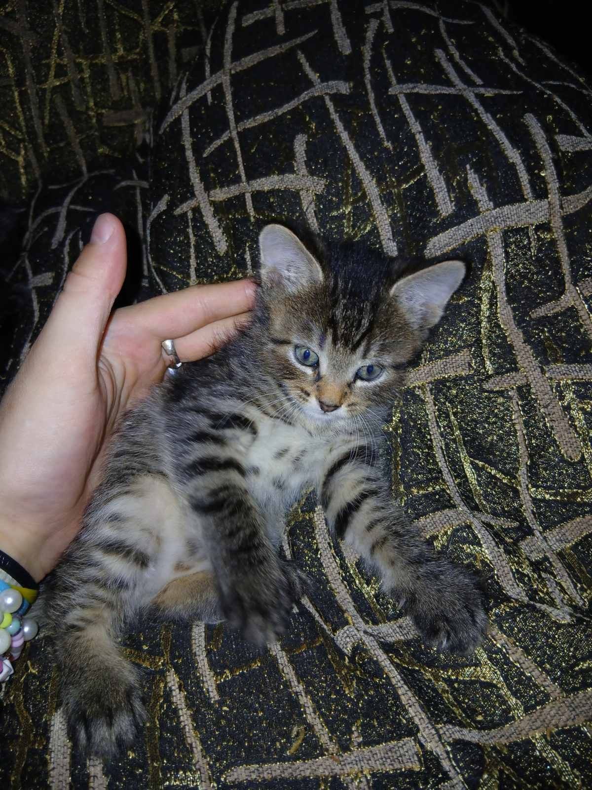 Кошенята маленькі,самі милі