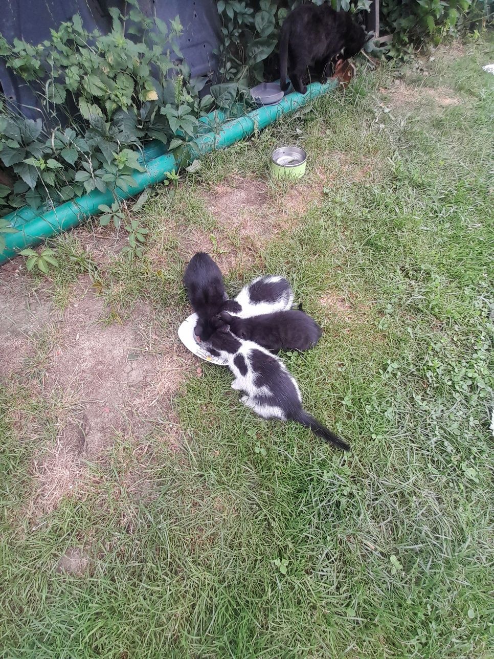 Kociaki słodziaki do odania