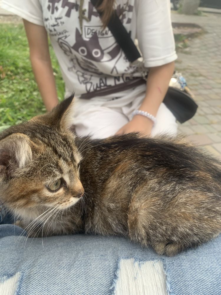 Віддам котика в добрі руки