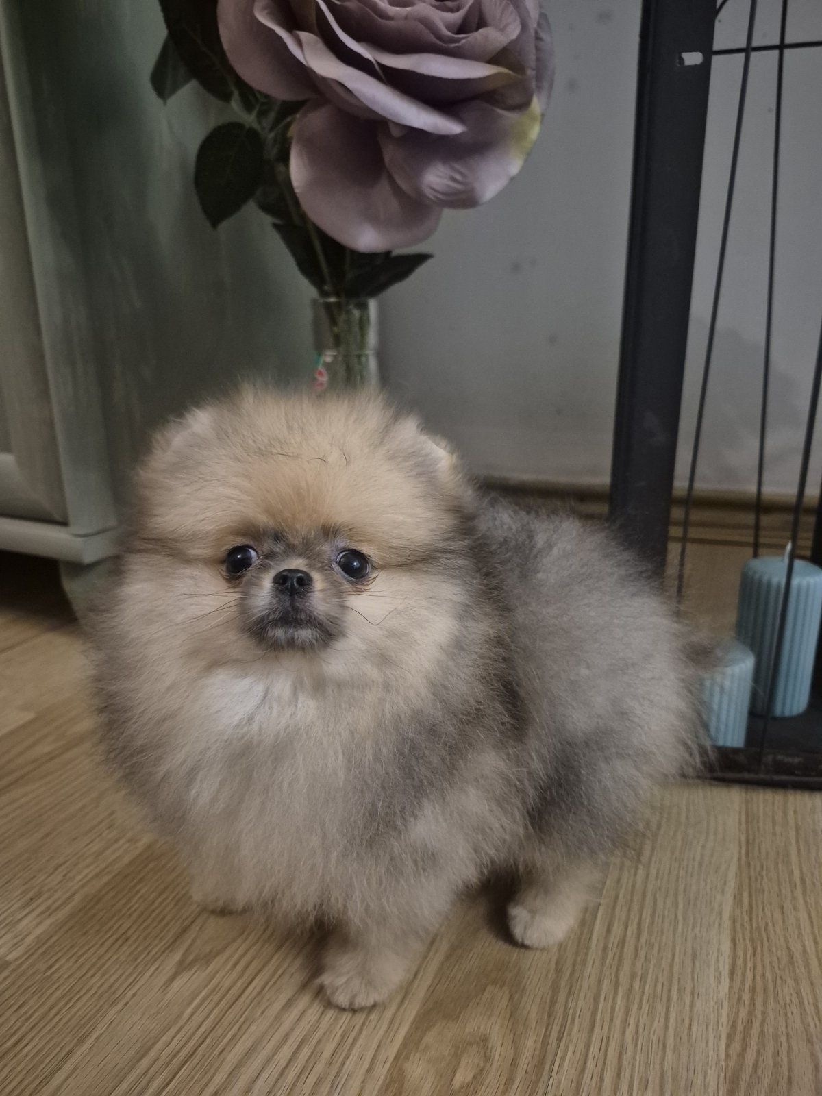 Pomeranian. Color cream z rodowodem