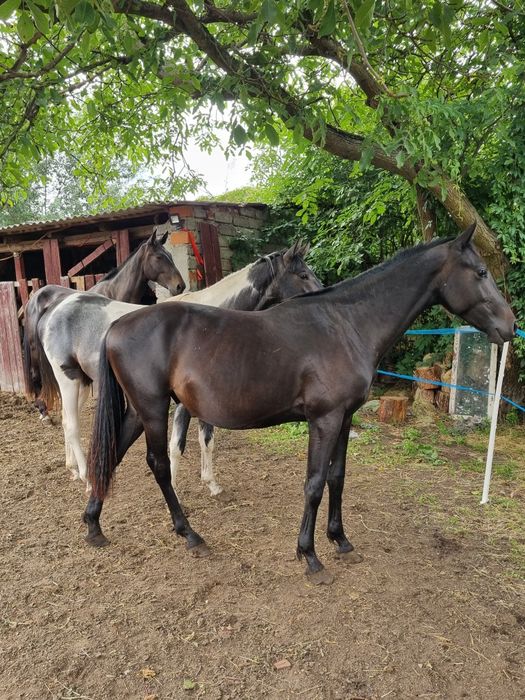 Koń ogier po Kandy Progress