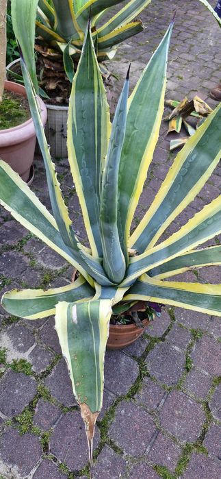 Agawa Amerykańska Paskowana duża