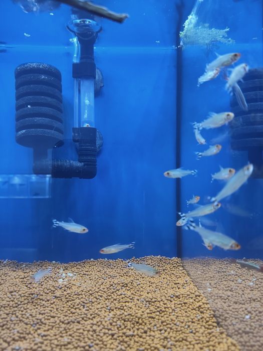 Tetra nariz vermelho