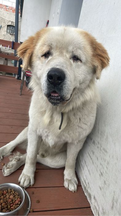 Najukochańszy leniuszek do adopcji – poznaj Rokiego