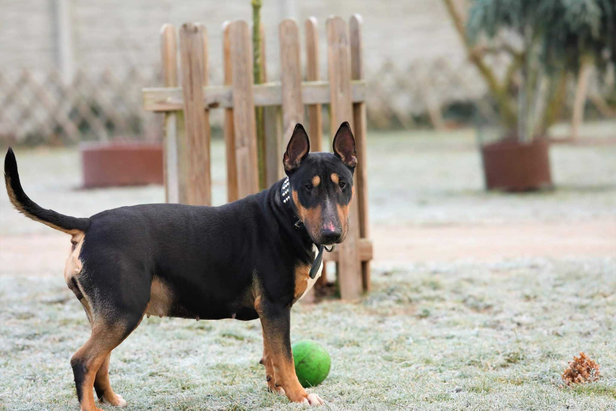 Adopcja  bulinka Balbinka  Amstaffy Niczyje