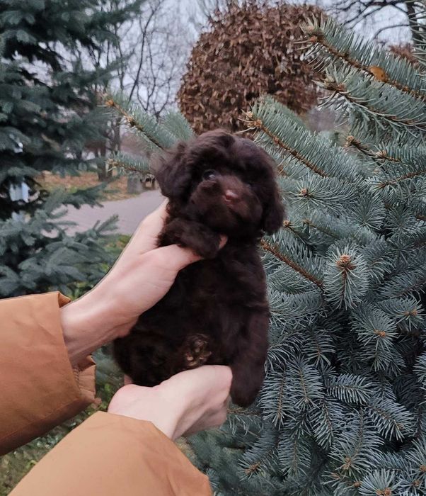 Чарівний та супер милий хлопчик коричневого Той пуделя з Києва