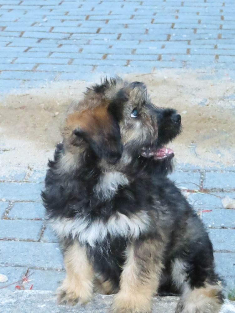 Cachorro Serra d’Aries para adoção
