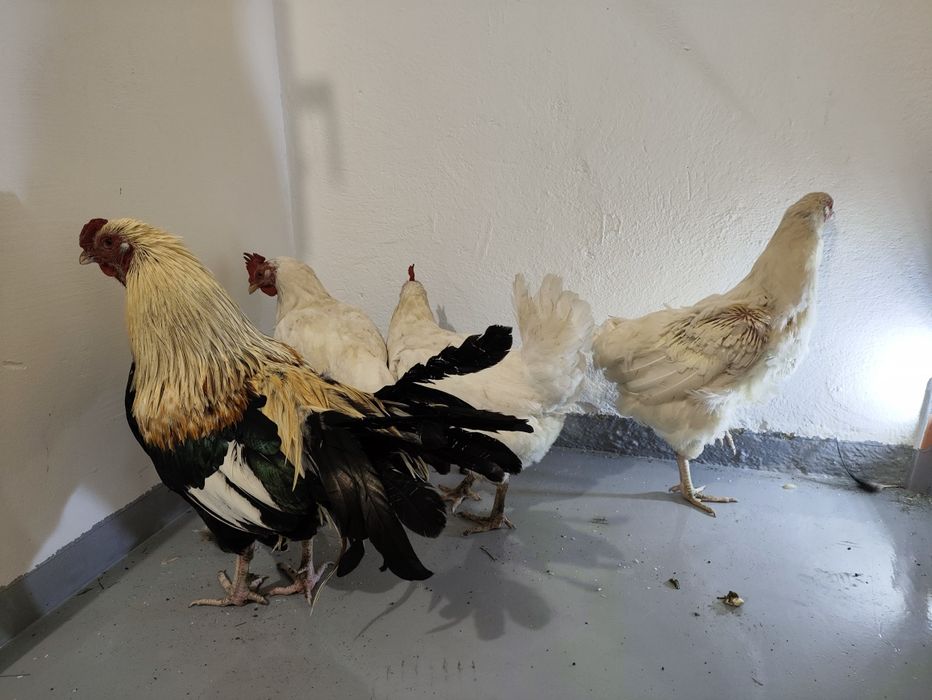 Kogut Cubalaya + 3 kurki Leghorn – odrobaczone, gotowe do hodowli