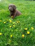 Labrador Retriever sunia czekoladowa