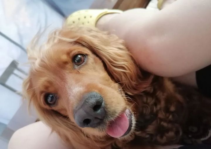 Cocker spaniel angielski szczenię