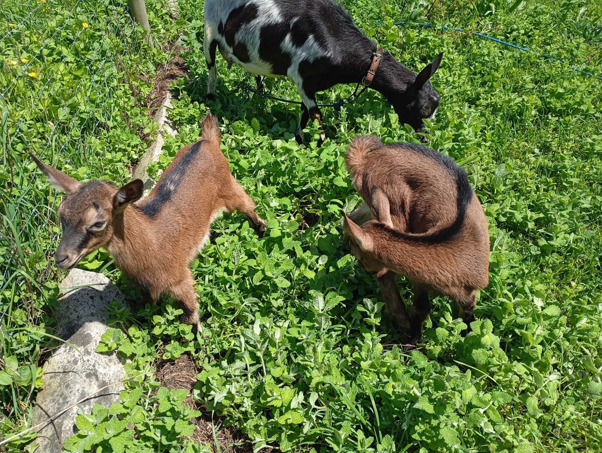 Cabra mocha de grande porte boa raça
