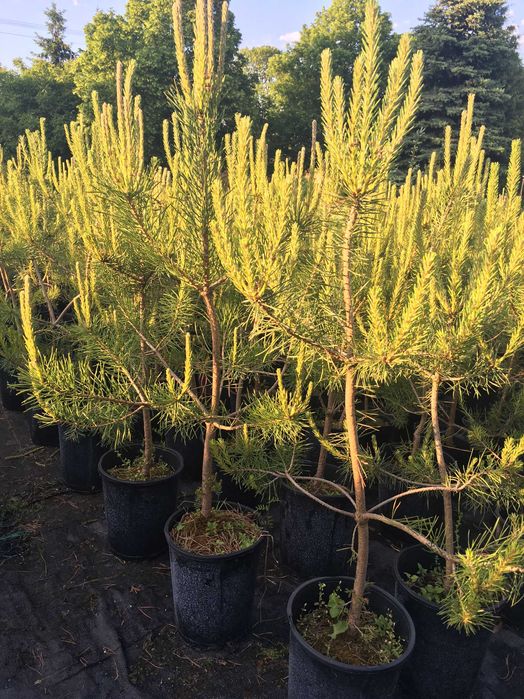 Sosna Pinus sylvestris w donicy 5 letnia do 120cm