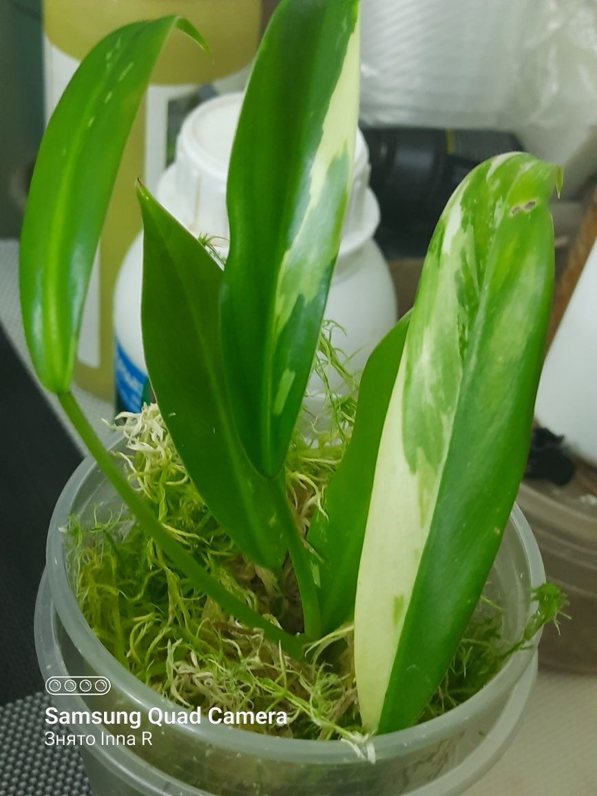 Philodendron Wend imbe var