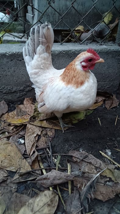 Seramy kury i kogucik